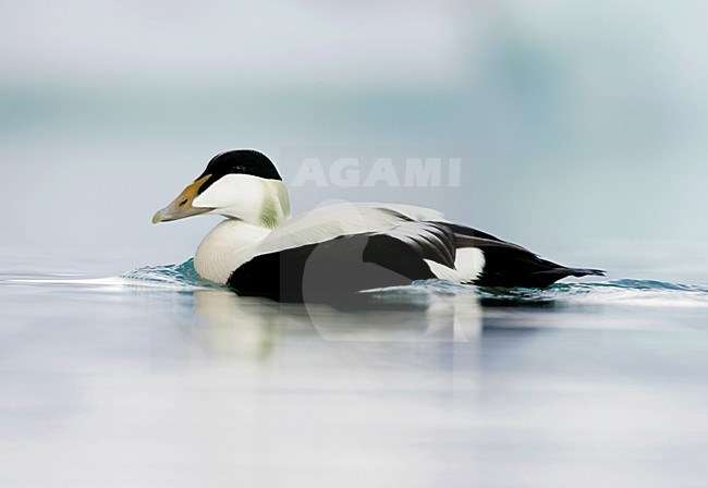 Zwemmend mannetje Eider; Swimming male Common Eider stock-image by Agami/Menno van Duijn,