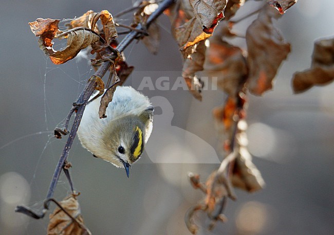 Foeragerende Goudhaan; foraging Goldcrest stock-image by Agami/Markus Varesvuo,