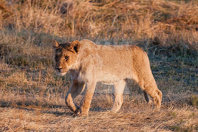 Portrait of a young lion, Panthera leo, walking. Okavango Delta, Botswana. stock-image by Agami/Sergio Pitamitz,