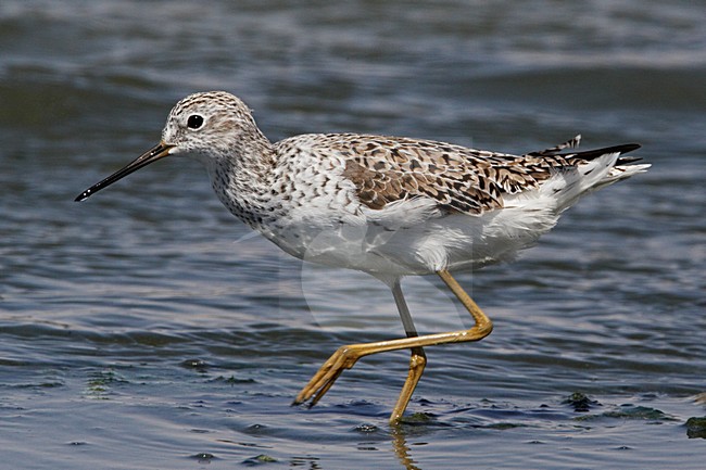 Poelruiter in water; Marsh Sandpiper in water stock-image by Agami/Markus Varesvuo,