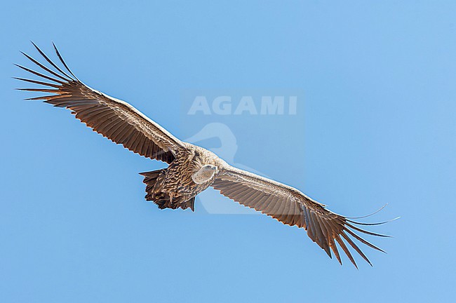 Himalayan vulture (Gyps himalayensis) soaring overhead in northern India. Also known as Himalayan Griffon. stock-image by Agami/Marc Guyt,