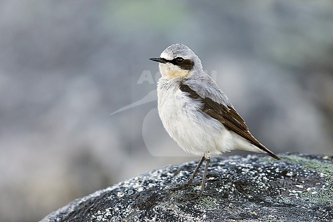 Adult male Northern Wheatear (Oenanthe oenanthe oenanthe) in breeding plumage on the tundra of Seward Peninsula in Alaska, USA. stock-image by Agami/Brian E Small,