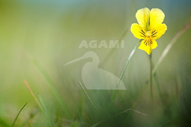 Detail van Zinkviooltje, Closeup of Mountain Pansy stock-image by Agami/Wil Leurs,