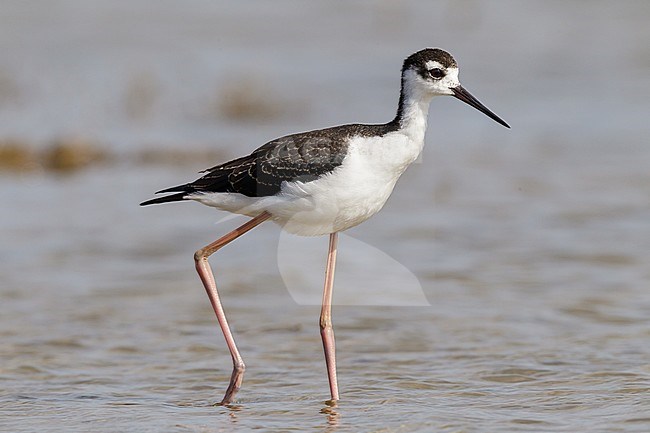 Juvenile
Ventura Co., CA
August 2012 stock-image by Agami/Brian E Small,