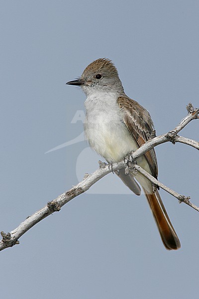 Adult
Riverside Co., CA
April 2006 stock-image by Agami/Brian E Small,