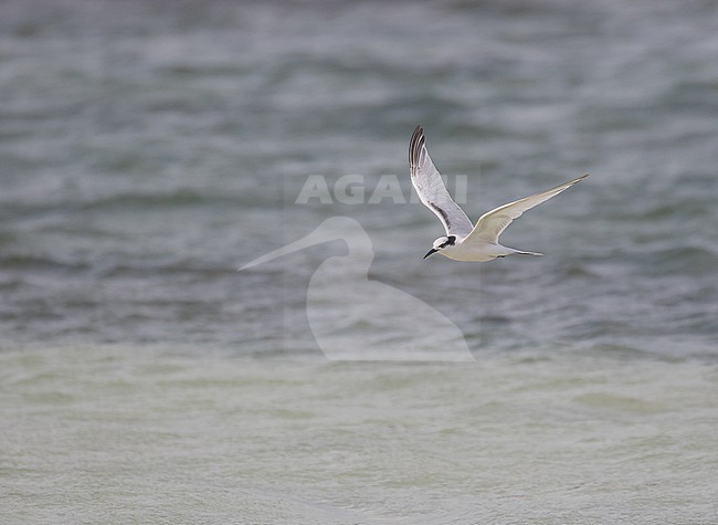 Immature Black-naped Tern, Sterna sumatrana, on Chuuk, part of the Federated States of Micronesia. stock-image by Agami/Pete Morris,