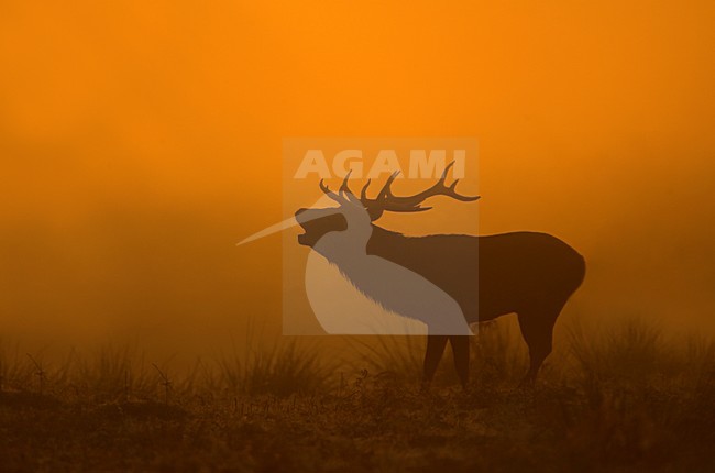 Mannetje Edelhert burlend in vroege ochtend, Red Deer male roaring in early morning stock-image by Agami/Danny Green,
