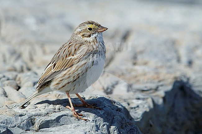Adult Savannah Sparrow (Passerculus sandwichensis (Ipswich race) in late winter, standing on a rock in Ocean County, New Jersey, USA. stock-image by Agami/Brian E Small,