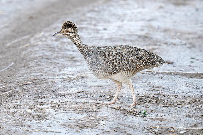 Brushland Tinamou (Nothoprocta cinerascens cinerascens) walking on the ground at edge of salt flats stock-image by Agami/Andy & Gill Swash ,