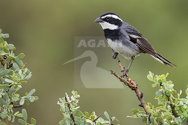 Collared Warbling Finch (Poospiza hispaniolensis) Perched on a branch in Argentina stock-image by Agami/Dubi Shapiro,