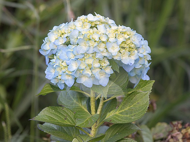 Hydrangea macrophylla, also known as Hortensia, in Colombia.  Hortensias are common potted plants. stock-image by Agami/Tom Friedel,