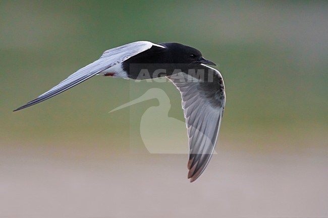 Adulte Witvleugelstern in vlucht; White-winged Tern adult in flight stock-image by Agami/Daniele Occhiato,