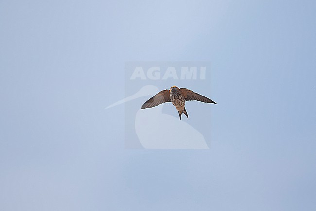 juvenile or female lesser striped swallow (Cecropis abyssinica) in flight, found at Kafa Biosphere Reserve in Ethiopia stock-image by Agami/Mathias Putze,