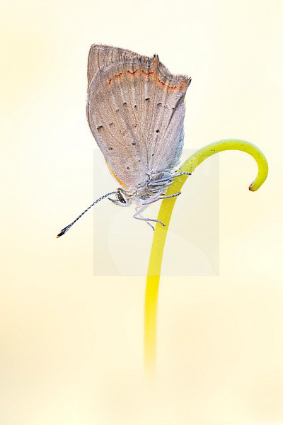 Small Copper, Lycaena phlaeas stock-image by Agami/Wil Leurs,