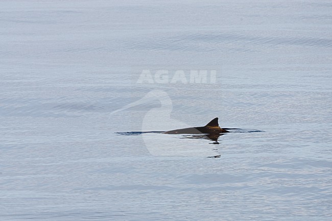 Spitssnuitdolfijn van de Blainville, Blainville's Beaked whale stock-image by Agami/Menno van Duijn,