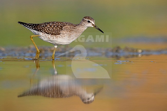 Wood Sandpiper (Tringa glareola), side view of an individual walking in the water, Campania, Italy stock-image by Agami/Saverio Gatto,