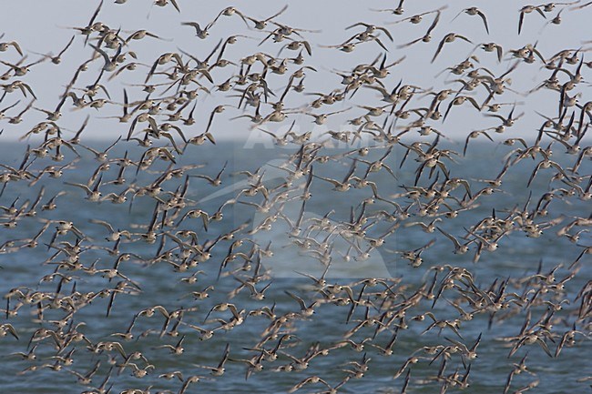 Kanoeten in de waddenzee; Red Knots in the waddensea stock-image by Agami/Arie Ouwerkerk,