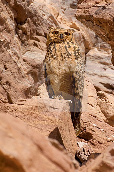 Woestijnoehoe zittend op rotsrichel; Pharao Eagle-Owl perched on a ledge stock-image by Agami/Daniele Occhiato,