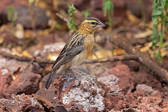 Black Bishop (Euplectes gierowii friederichseni) female perched on rocky ground at Lake Manyara in Tanzania stock-image by Agami/Andy & Gill Swash ,