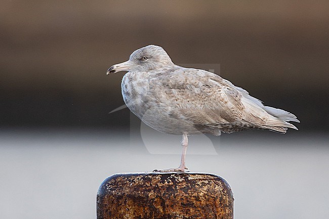 Immature (3 cy) Gloucous gull (Larus hyperboreus) resting on a bollard, with a pale and brown background, in Brittany, France. stock-image by Agami/Sylvain Reyt,