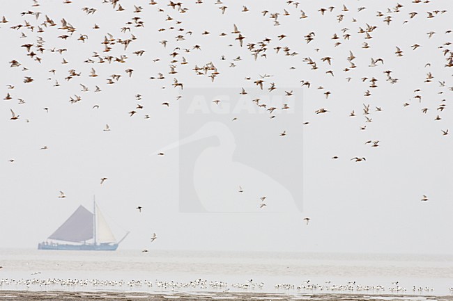 Vogels over de Waddenzee, Birds at the Waddensea stock-image by Agami/Menno van Duijn,