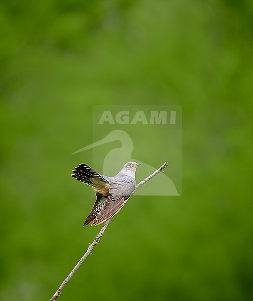 Male Common Cuckoo (Cuculus canorus) perched against a green colored natural background, a lot of text space, Czechia stock-image by Agami/Tomas Grim,