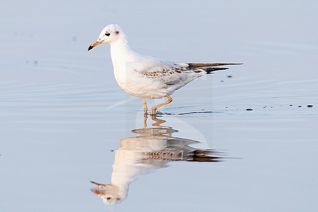  stock-image by Agami/Menno van Duijn,