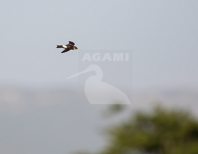 Antillean Palm-Swift (Tachornis phoenicobia) in Jamaica. stock-image by Agami/Pete Morris,
