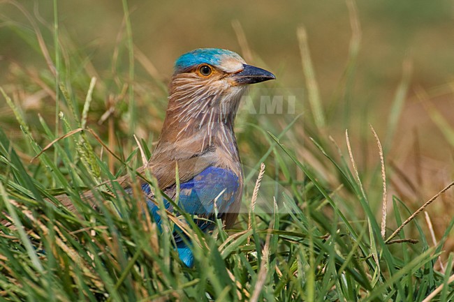 Indische Scharrelaar zittend in het gras; Indian Roller perched in grass stock-image by Agami/Daniele Occhiato,