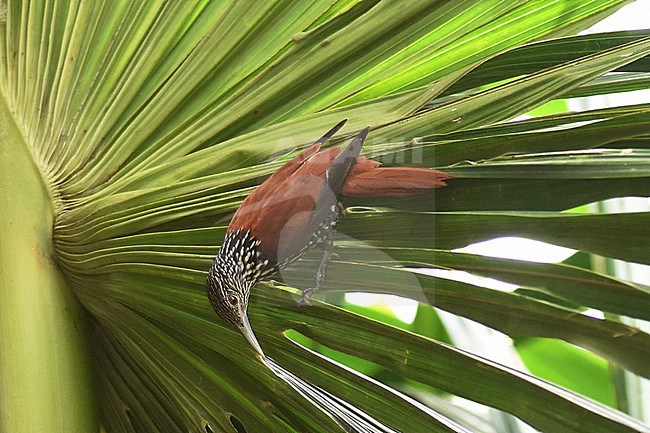 Point-tailed Palmcreeper, Berlepschia rikeri, in Peru. stock-image by Agami/Laurens Steijn,
