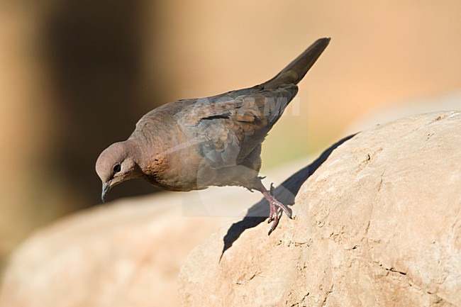 Palmtortel, Laughing Dove, Streptopelia senegalensis stock-image by Agami/Marc Guyt,