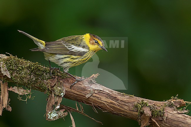 Adult male
Galveston Co., TX
April 2022 stock-image by Agami/Brian E Small,