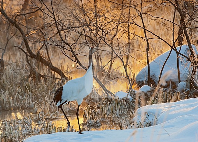 Chinese Kraanvogels bij zonsopkomst, Red-crowned Cranes in sunrise stock-image by Agami/Roy de Haas,