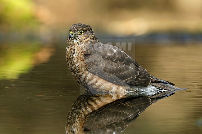 Immature Eurasian sparrowhawk (Accipiter nisus) taking a bath stock-image by Agami/Walter Soestbergen,