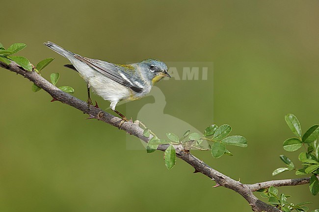 Adult female
Galveston Co., TX
April 2014 stock-image by Agami/Brian E Small,