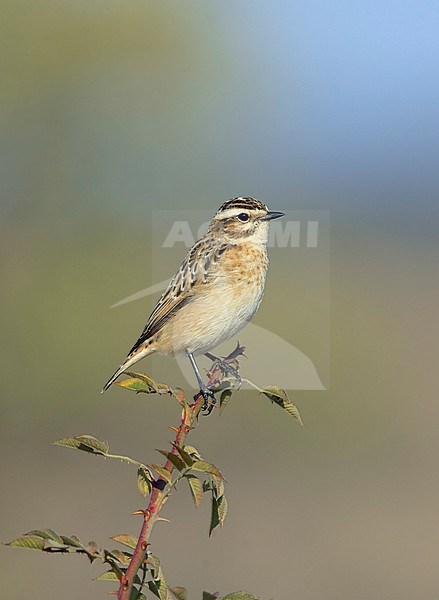 Whinchat (Saxicola rubetra) perched on top of bush during autumn migration along the Via Pontica flyway in Bulgaria. stock-image by Agami/Tomi Muukkonen,