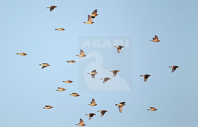 Flock of Cedar Waxwings (Bombycilla cedrorum) migrating over Higbee Beach, Cape May, New Jersey in the USA. stock-image by Agami/Helge Sorensen,