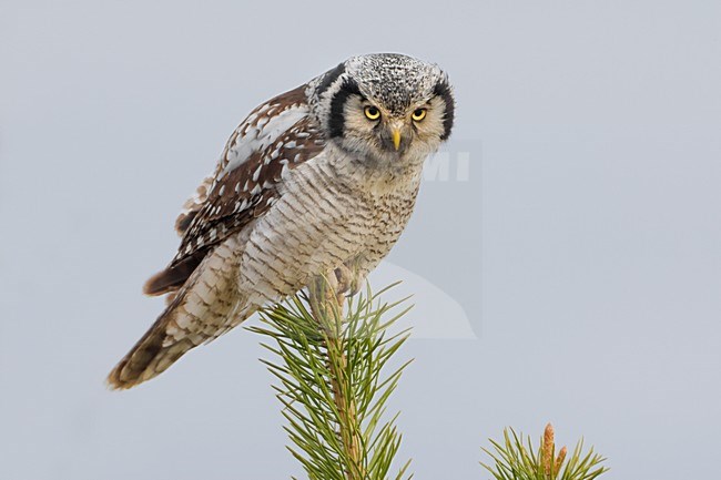 Sperweruil in top van spar; Northern Hawk-Owl in top of spruce stock-image by Agami/Daniele Occhiato,