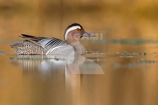 Drake Garganey, male, campania, italy (Anas querquedula) stock-image by Agami/Saverio Gatto,