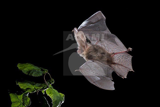 Gewone grootoorvleermuis vliegend, Brown long-eared bat flying stock-image by Agami/Theo Douma,