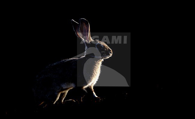 European rabbit with backlit at sunset stock-image by Agami/Wil Leurs,
