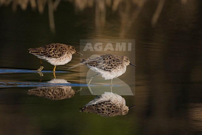 Groepje Kemphanen; Flock of Ruff stock-image by Agami/Daniele Occhiato,