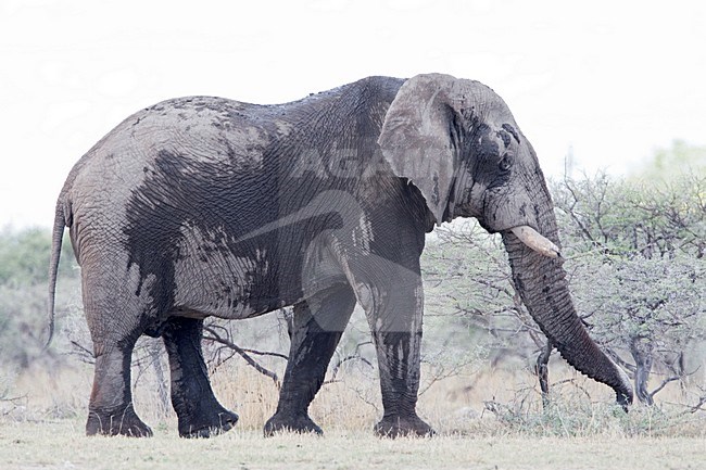 Afrikaanse Olifant in Etosha NP Namibie, African Elephant in Etosha NP Namibia stock-image by Agami/Wil Leurs,