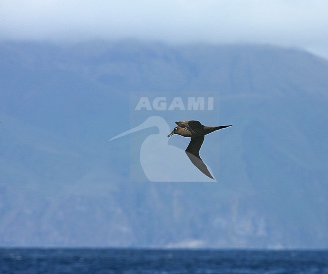 Adult Sooty Albatross (Phoebetria fusca) at sea on the southern Atlantic ocean with Gough island in the back. stock-image by Agami/Marc Guyt,