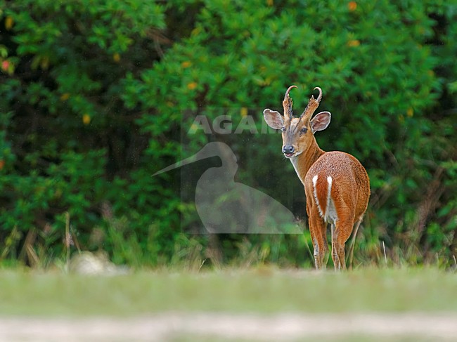 Mannetje Indische muntjak, Male Indian muntjac stock-image by Agami/Alex Vargas,