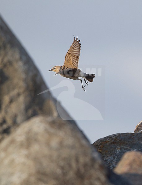 Isabelline Wheatear (Oenanthe isabellini) at the beach in Gilleleje, Denmark stock-image by Agami/Helge Sorensen,