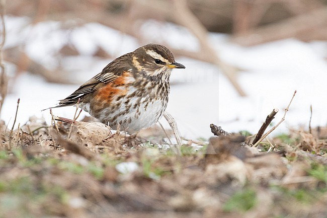Redwing (Turdus iliacus) trying to survice by feeding in open patched in the snow during a cold period in winter in the Netherlands stock-image by Agami/Arnold Meijer,