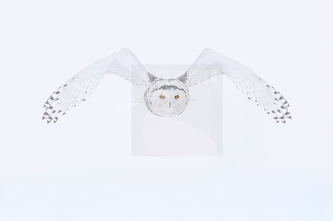 Snowy Owl (Bubo scandiacus) in snow covered landscape in Ontario Canada. stock-image by Agami/Marcel Burkhardt,