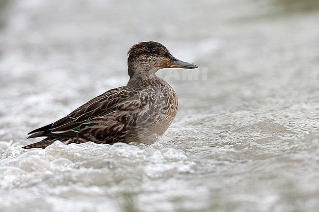 Immature Eurasian Teal, Anas crecca, on the Azores, Portugal, during late autumn. Most likely this species. stock-image by Agami/Marc Guyt,