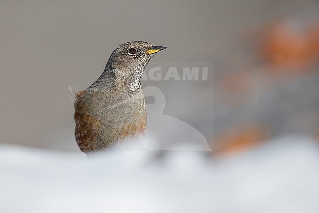 Alpine Accentor (Prunella collaris) sitting in a snow coverd moutain landscape in the swiss alps. stock-image by Agami/Marcel Burkhardt,